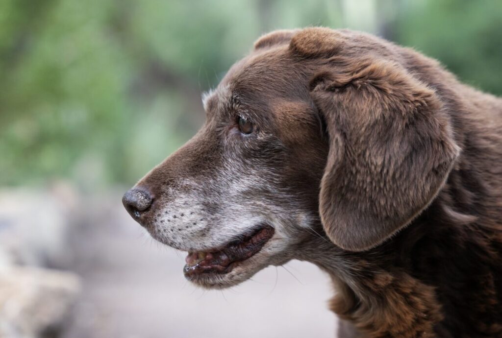 Epilepsia atinge cerca de 60 mil cães na Espanha, aponta levantamento