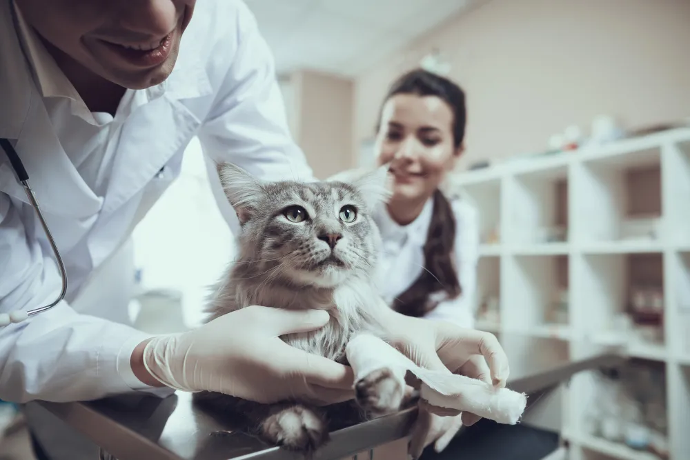 Reino Unido estuda reformulação histórica para reduzir custos veterinários