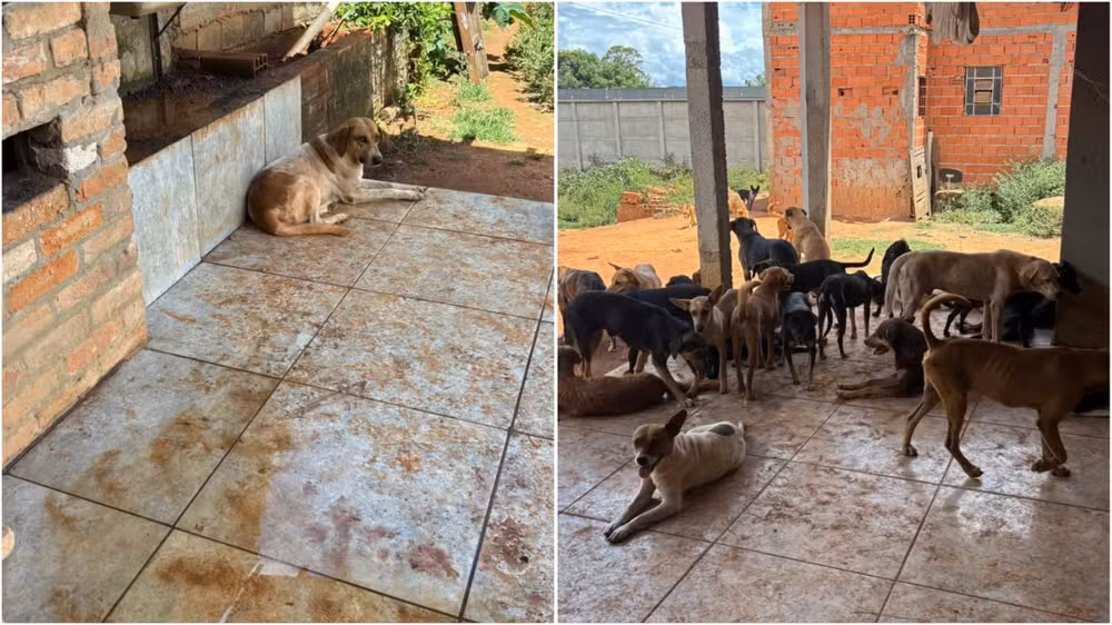 Resgate de 90 animais leva à prisão de casal por maus-tratos em Araçoiaba da Serra