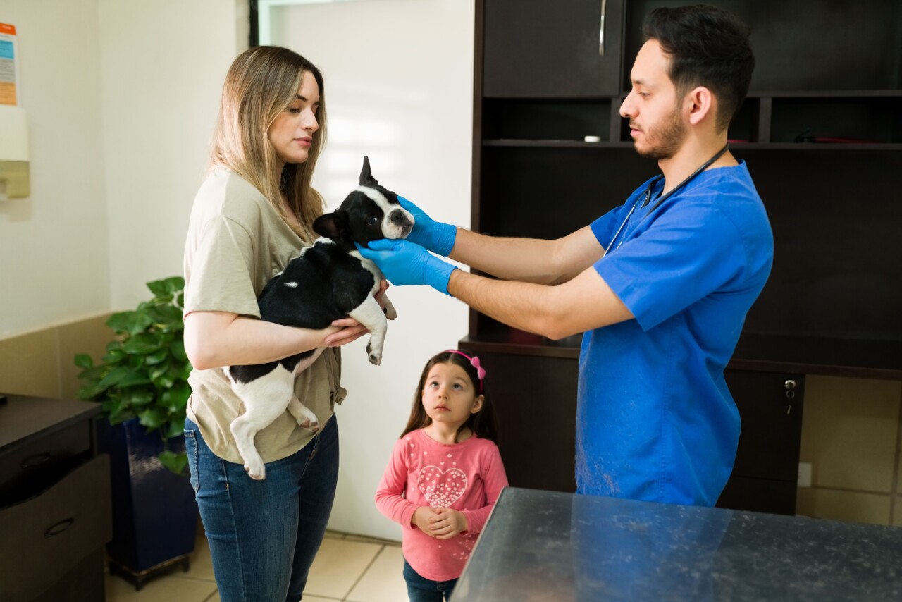 Com novas regras, atendimento veterinário domiciliar ganha padronização no país
