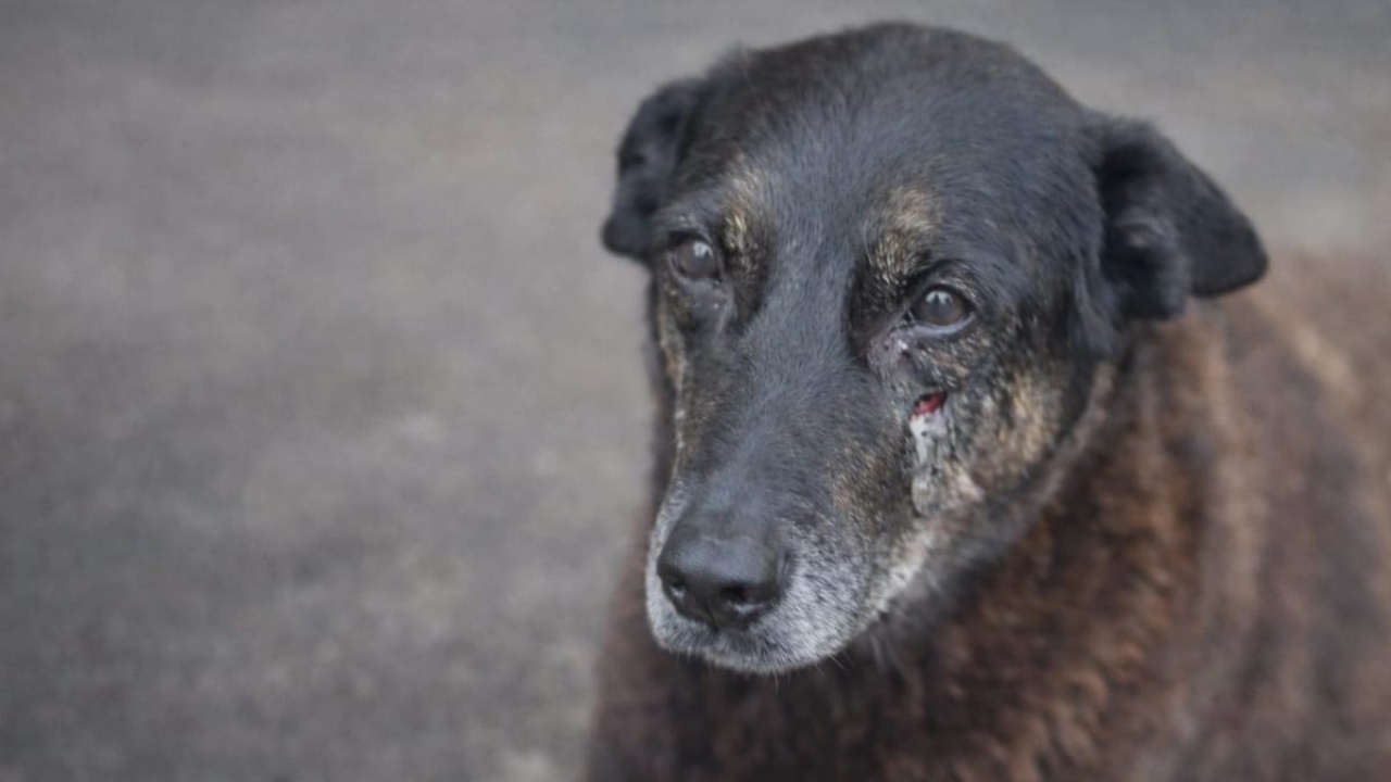 Decreto “Cão Orelha” aumenta multas por maus-tratos a animais, que podem chegar a R$1 milhão