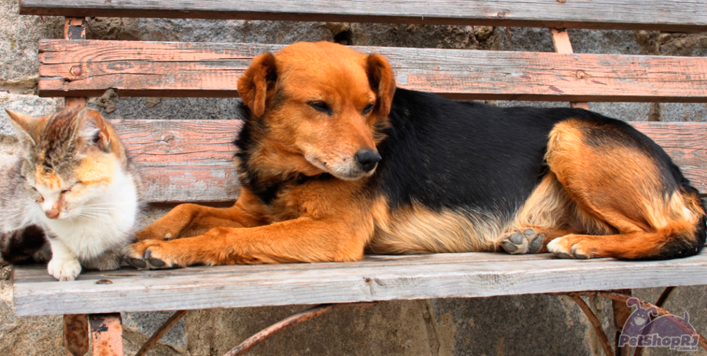 Guia mostra como ajudar cão ou gato de rua
