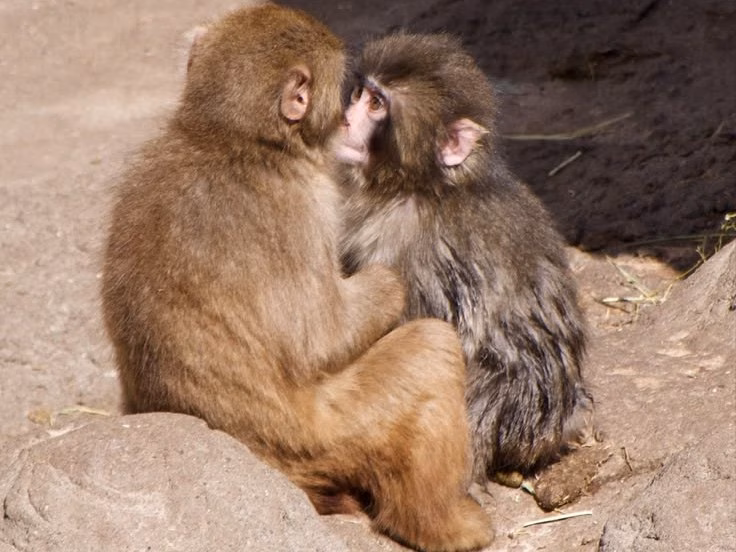 De “mãe de pelúcia” à socialização: macaco Punch emociona ao superar rejeição e formar vínculos