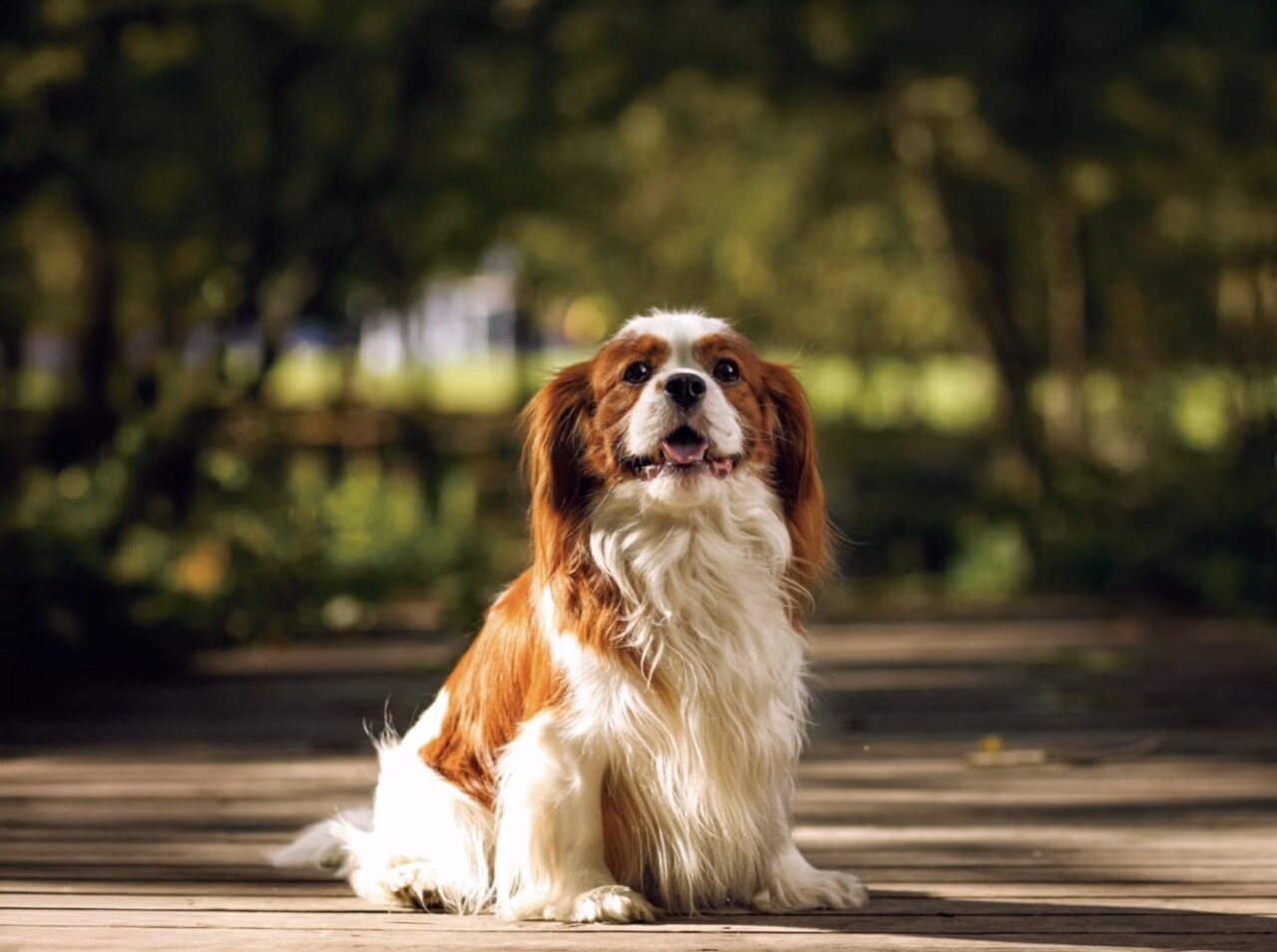 Novo medicamento da Vetnil® amplia opções no controle da insuficiência cardíaca em cães