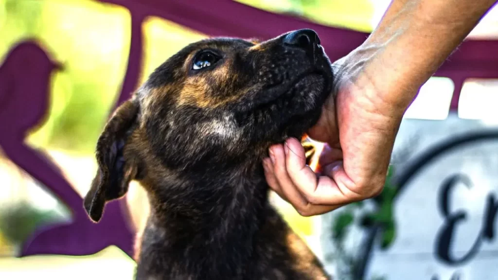 Adoção de pets no Brasil: maioria vem de resgates diretos e rede de contatos