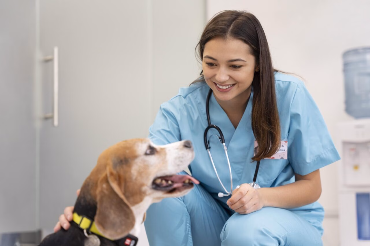 Saúde mental na prática veterinária: simpósio on-line discute desafios da clínica de pequenos animais