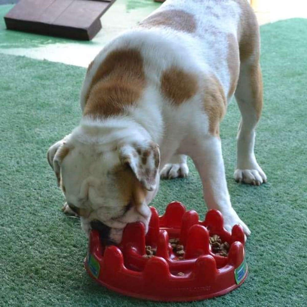 Comedouro Lento Funcional Mini Pet Fit Vermelho Pet Games para Gatos - Imagem 4