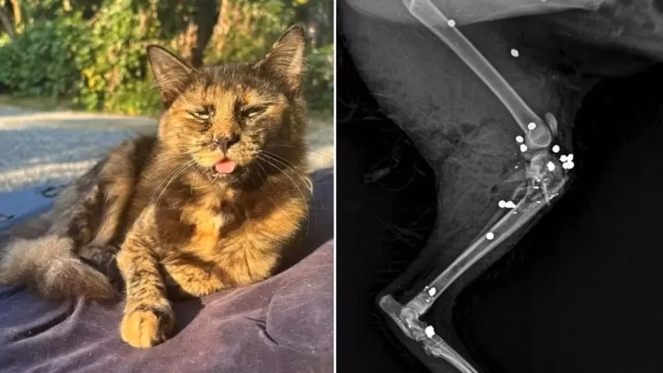 Gata morta com 27 tiros em Santa Catarina reacende alerta sobre maus-tratos