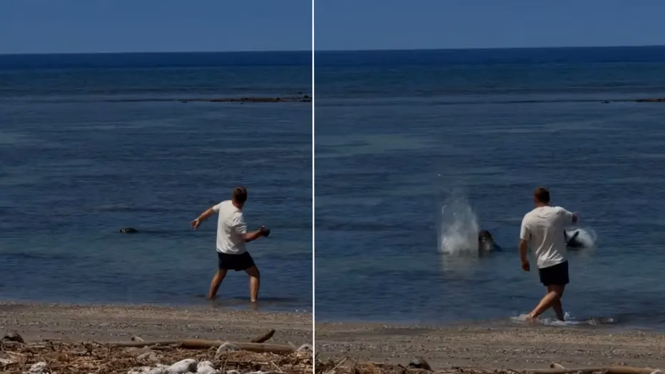 Homem é preso após atacar foca ameaçada de extinção com pedra no Havaí