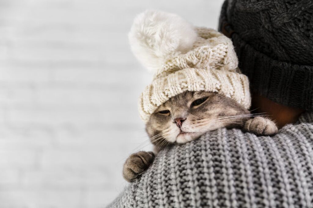 Como proteger cães e gatos de dores articulares agravadas pelo frio