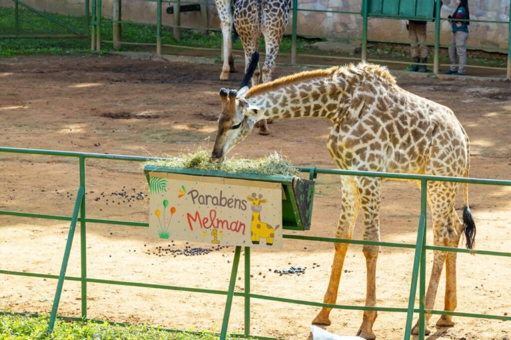 Girafa Melman completa 1 ano e ganha festa especial no Zoo São Paulo