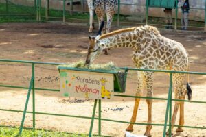 Girafa Melman completa 1 ano e ganha festa especial no Zoo São Paulo