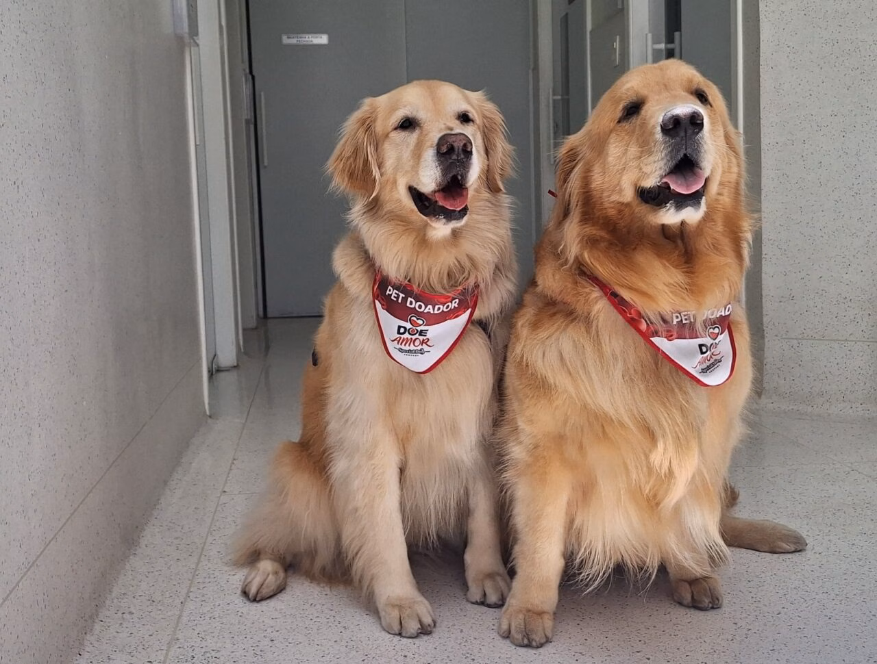 Grupo Pet Care promove campanha de doação de sangue para cães e gatos em São Paulo