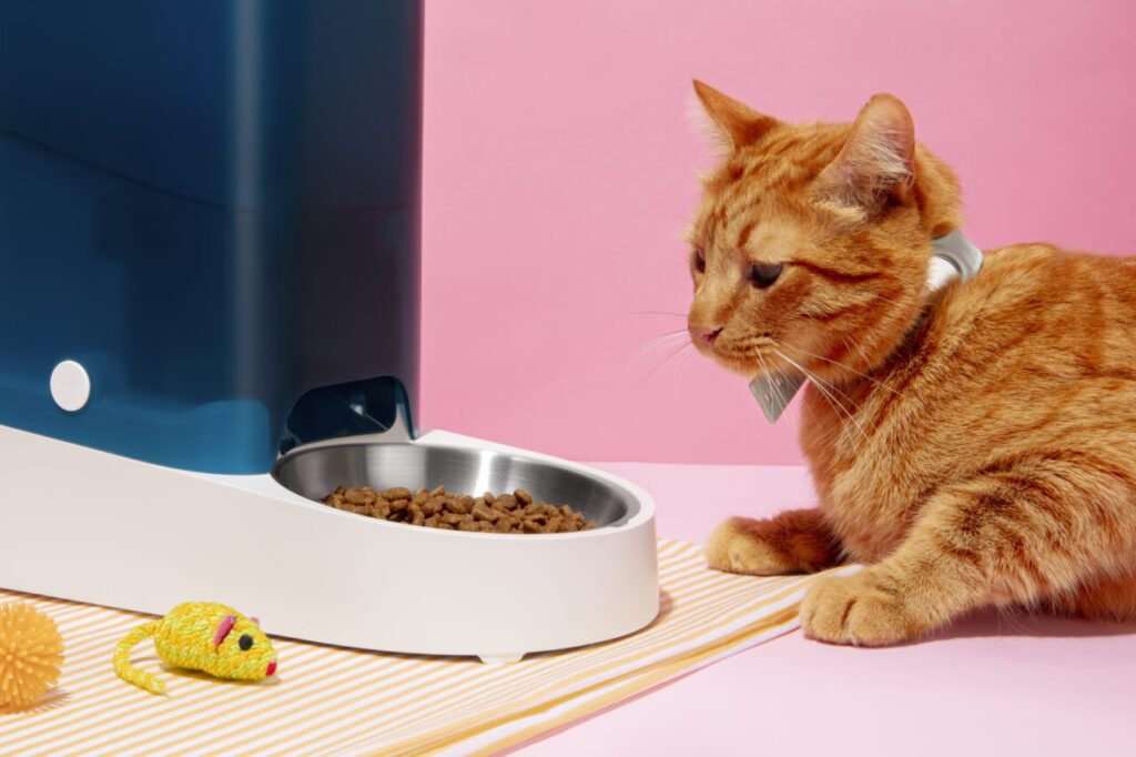 Recusa de alimento em cães e gatos pode indicar doenças silenciosas e avançadas