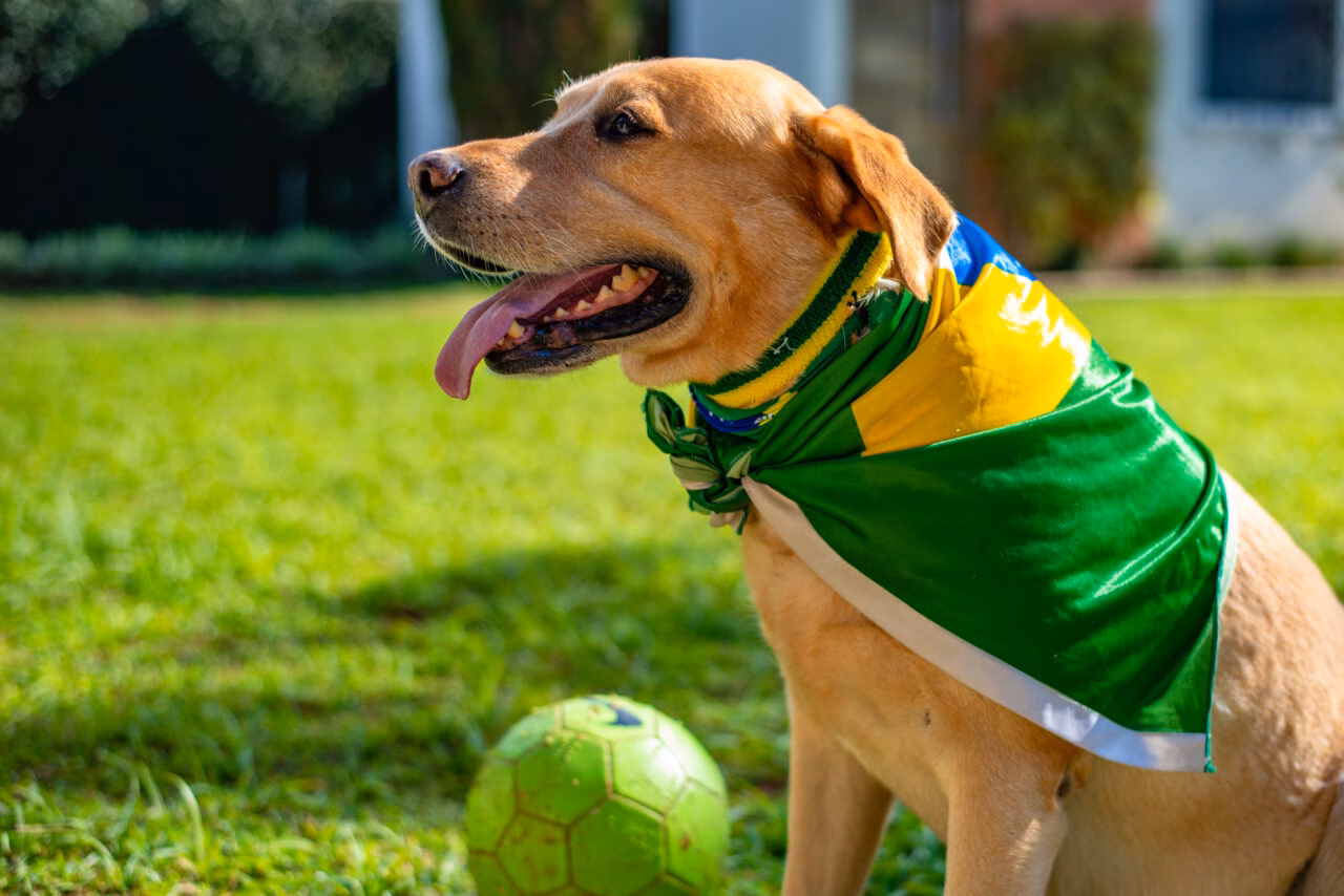 Alegria para uns, estresse para outros: como proteger os pets do barulho e da quebra de rotina na Copa 2026