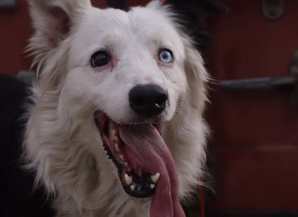 De cachorro de rua a herói: conheça Tsunami, o cão que resgata vítimas de terremoto
