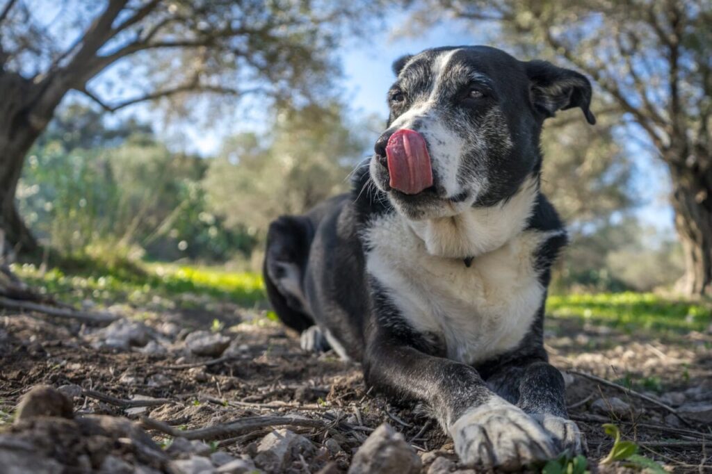O pet que reescreve o próprio corpo: por que dois cães da mesma raça envelhecem tão diferente?