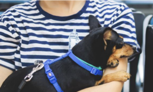 Iata publica novas regras para o transporte de animais na cabine de aviões