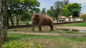 Operação Sandro: plano define transferência de elefante de Sorocaba para santuário em MT