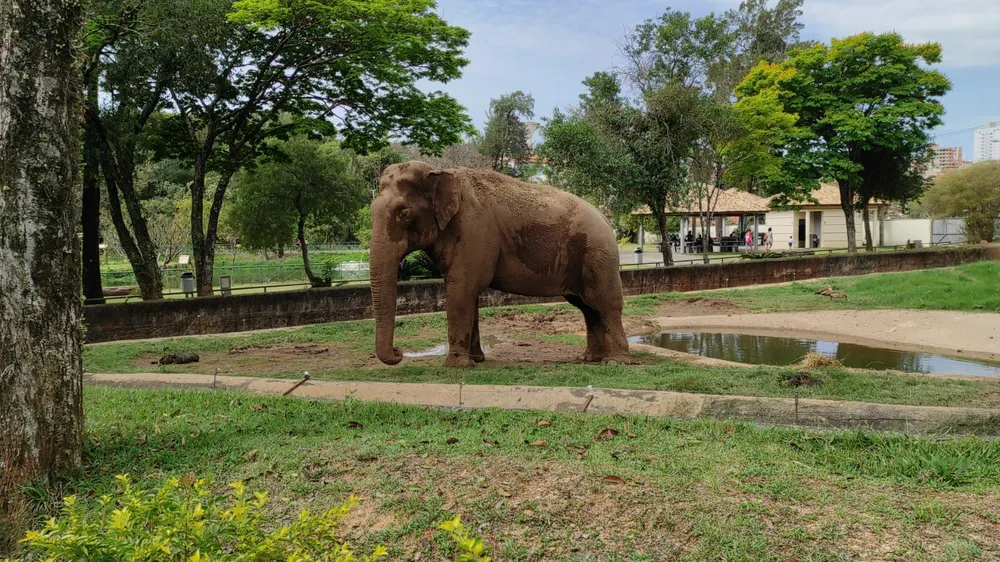 Operação Sandro: plano define transferência de elefante de Sorocaba para santuário em MT