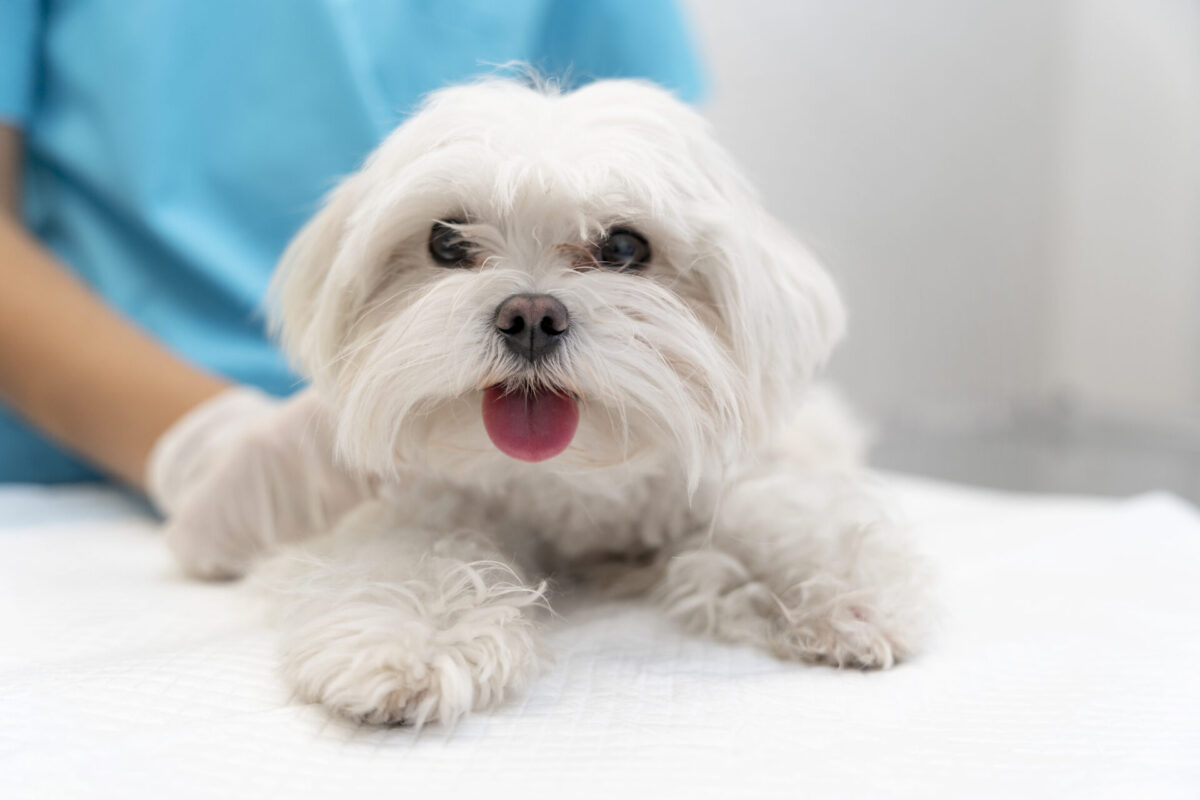 Primeiro fenobarbital veterinário para cães é lançado no Brasil