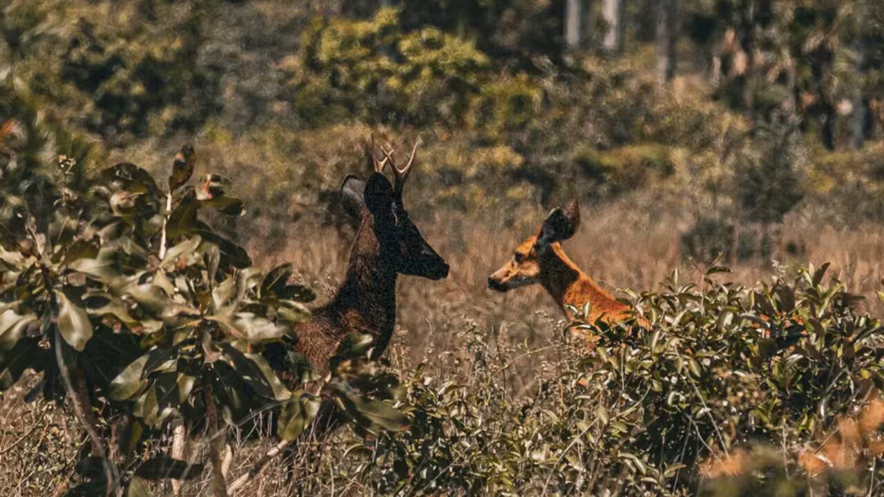 Ciência confirma pela primeira vez a existência do veado preto no Pantanal