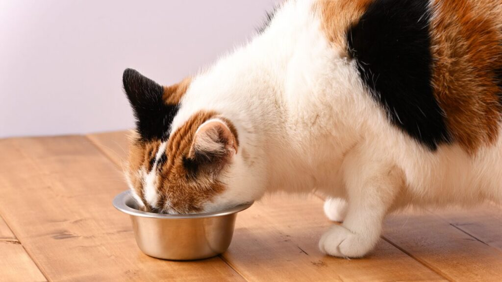 Friskies® expande linha de sachês com novo patê para gatos e reforça nutrição no segmento felino