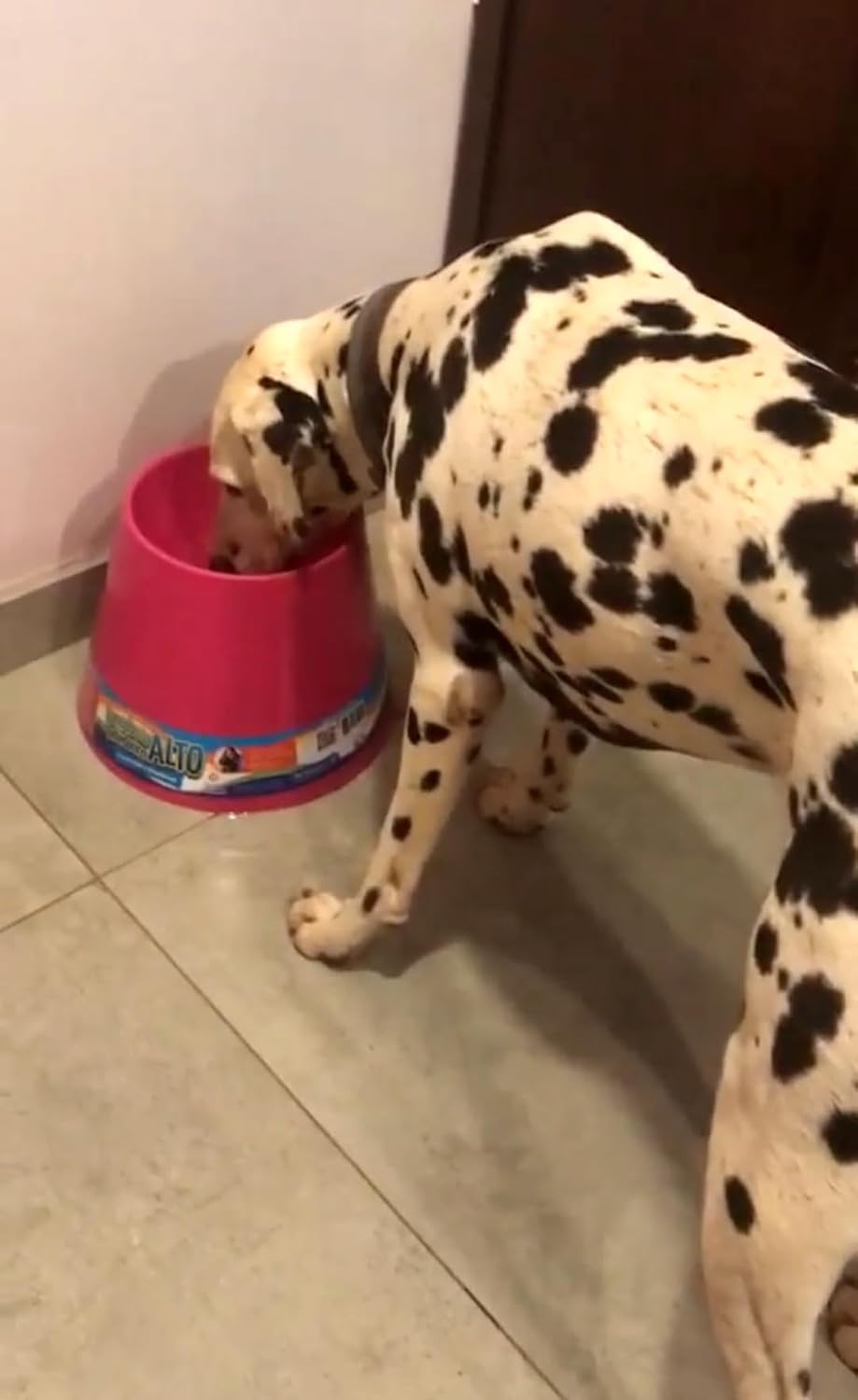 PET GAMES - Comedouro ou Bebedouro Funcional, Alto e Super Resistente para Cães - COMEDOURO E BEBEDOURO ALTO M VERMELHO - Imagem 3