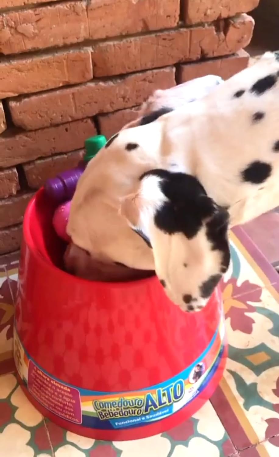 PET GAMES - Comedouro ou Bebedouro Funcional, Alto e Super Resistente para Cães - COMEDOURO E BEBEDOURO ALTO M VERMELHO - Imagem 5