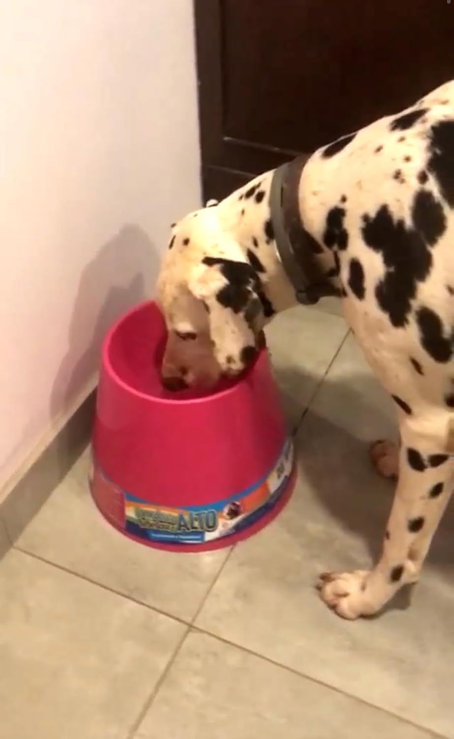 PET GAMES - Comedouro ou Bebedouro Funcional, Alto e Super Resistente para Cães - COMEDOURO E BEBEDOURO ALTO M VERMELHO - Imagem 4