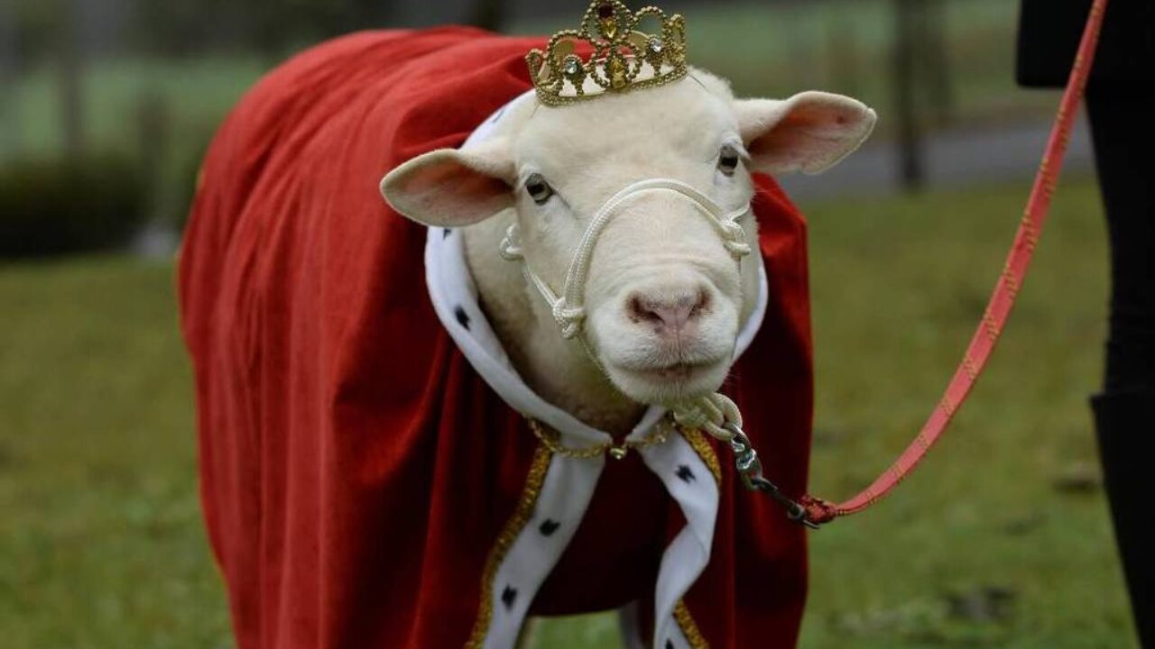 Morre Ovelha Chanel, fenômeno das redes sociais e referência em pet terapia no Rio Grande do Sul