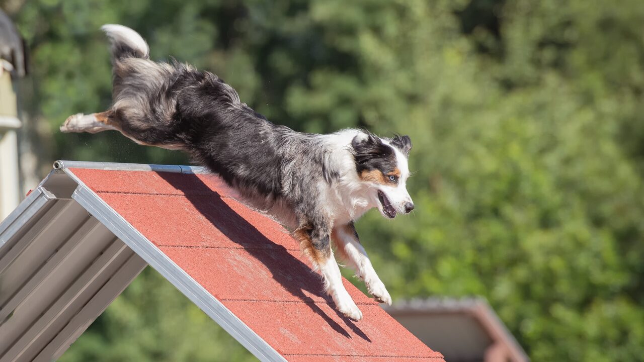Alimento de alta performance garante nutrição estratégica para cães com elevada demanda física