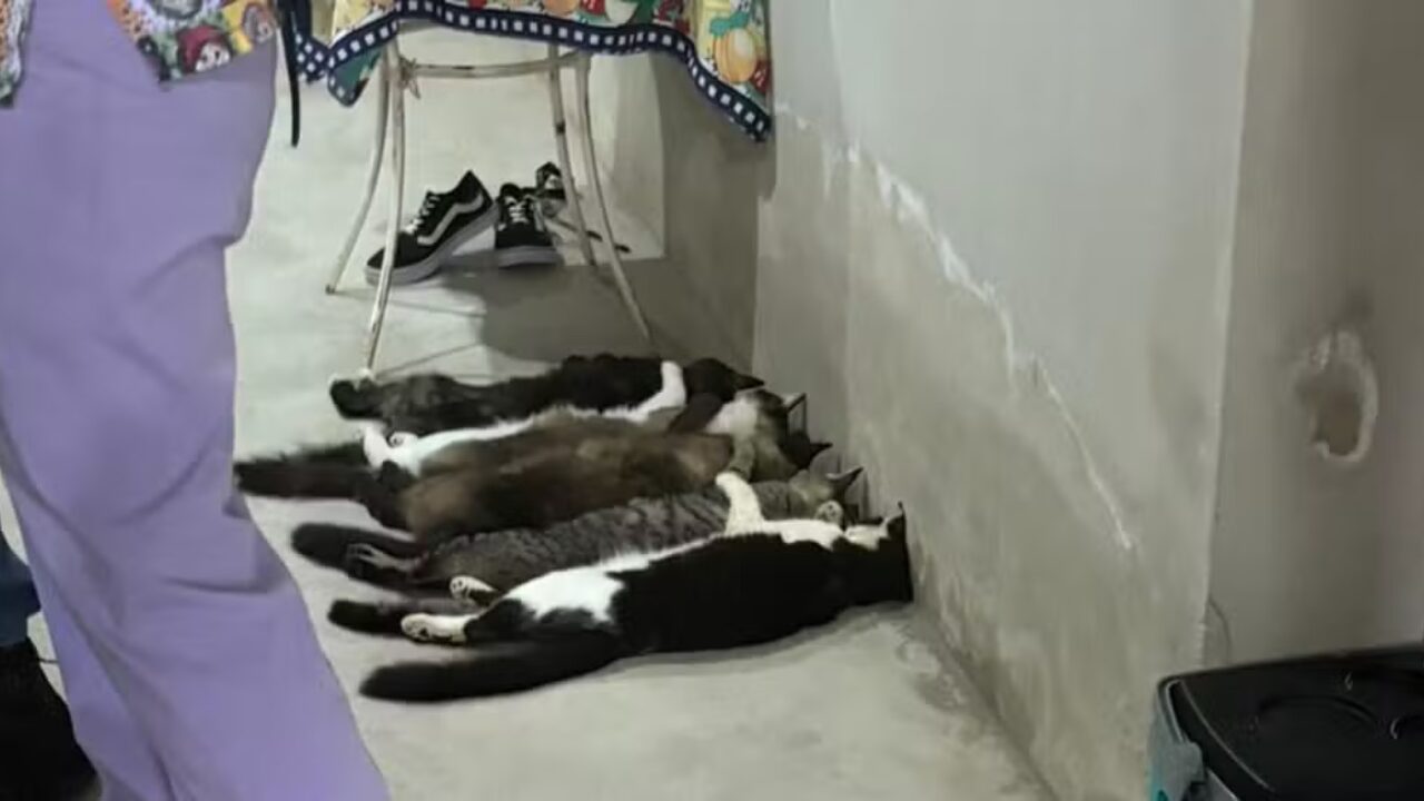 Veterinários viram réus por esquema de venda ilegal de sangue de gatos em SP