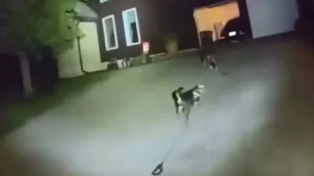 Lealdade que salva: cão busca ajuda na rua e conduz polícia para socorrer responsável