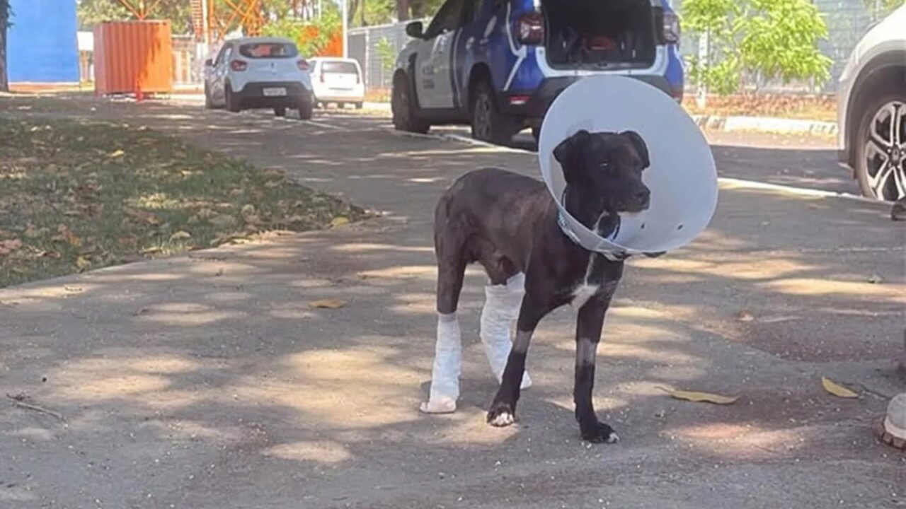 Cão resgatado em incêndio criminoso no DF teve 55% do corpo queimado e perdeu olho