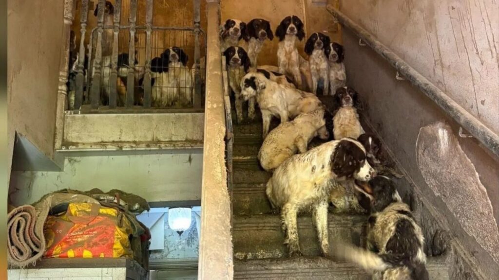 Família é condenada após resgate de 84 cães em situação de maus-tratos na Inglaterra