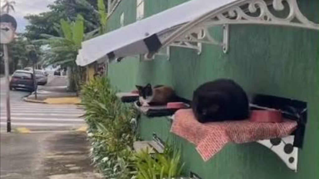 Muro adaptado com camas suspensas e telhado garante proteção para gatos comunitários em Ubatuba