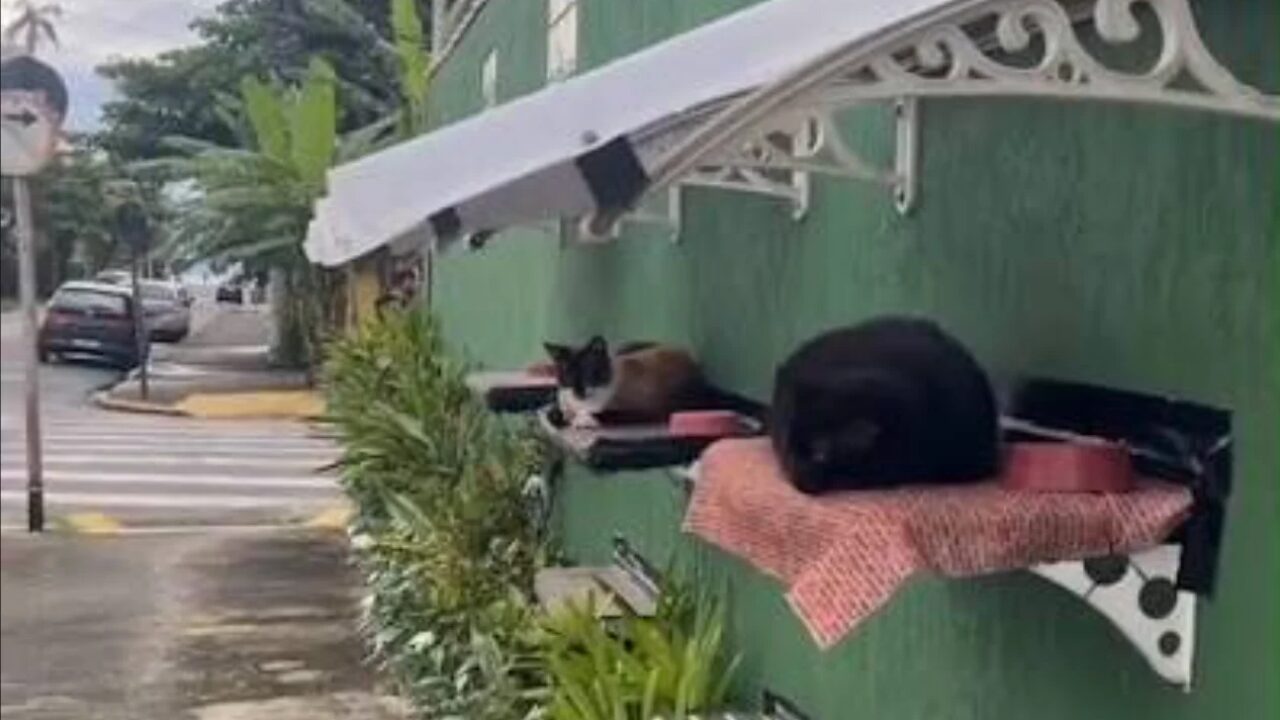 Muro adaptado com camas suspensas e telhado garante proteção para gatos comunitários em Ubatuba