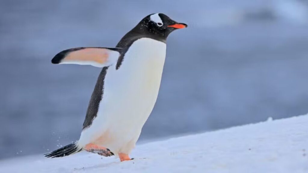 Nova espécie de pinguim é descrita nas Ilhas Kerguelen após mais de 100 anos