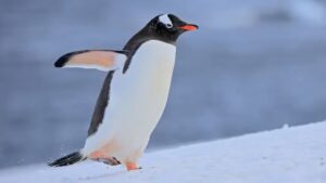 Nova espécie de pinguim é descrita nas Ilhas Kerguelen após mais de 100 anos