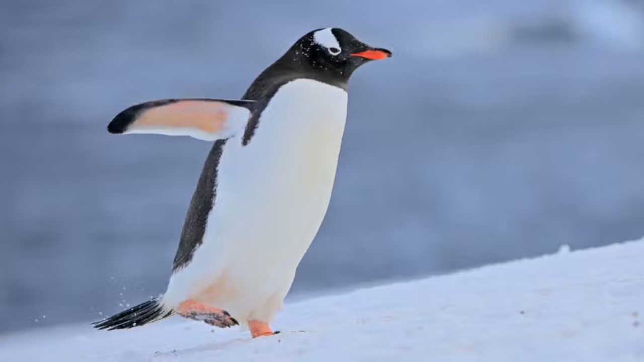 Nova espécie de pinguim é descrita nas Ilhas Kerguelen após mais de 100 anos