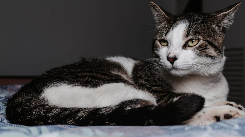 Quando os sentidos envelhecem: como cães e gatos passam a perceber o mundo na velhice