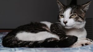 Quando os sentidos envelhecem: como cães e gatos passam a perceber o mundo na velhice